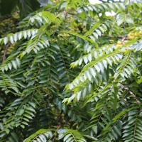 Phyllanthus acidus (L.) Skeels